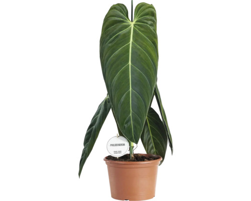 Zwartgouden Philodendron (FloraSelf) melanochrysum, H 60-65 cm, Ø 21 cm pot