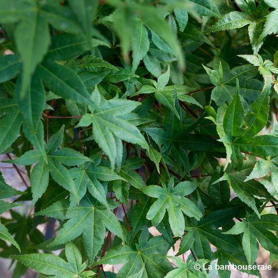 Acer palmatum 