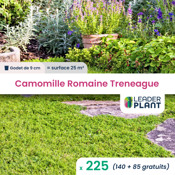 225 x camomille romaine treneague en godet