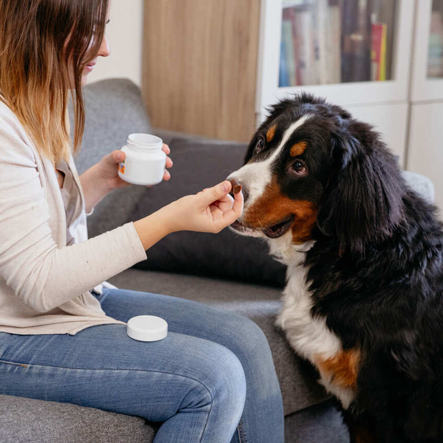 Comprimidos mastigáveis condroprotetores Virbac Movoflex para cães de grande porte.
