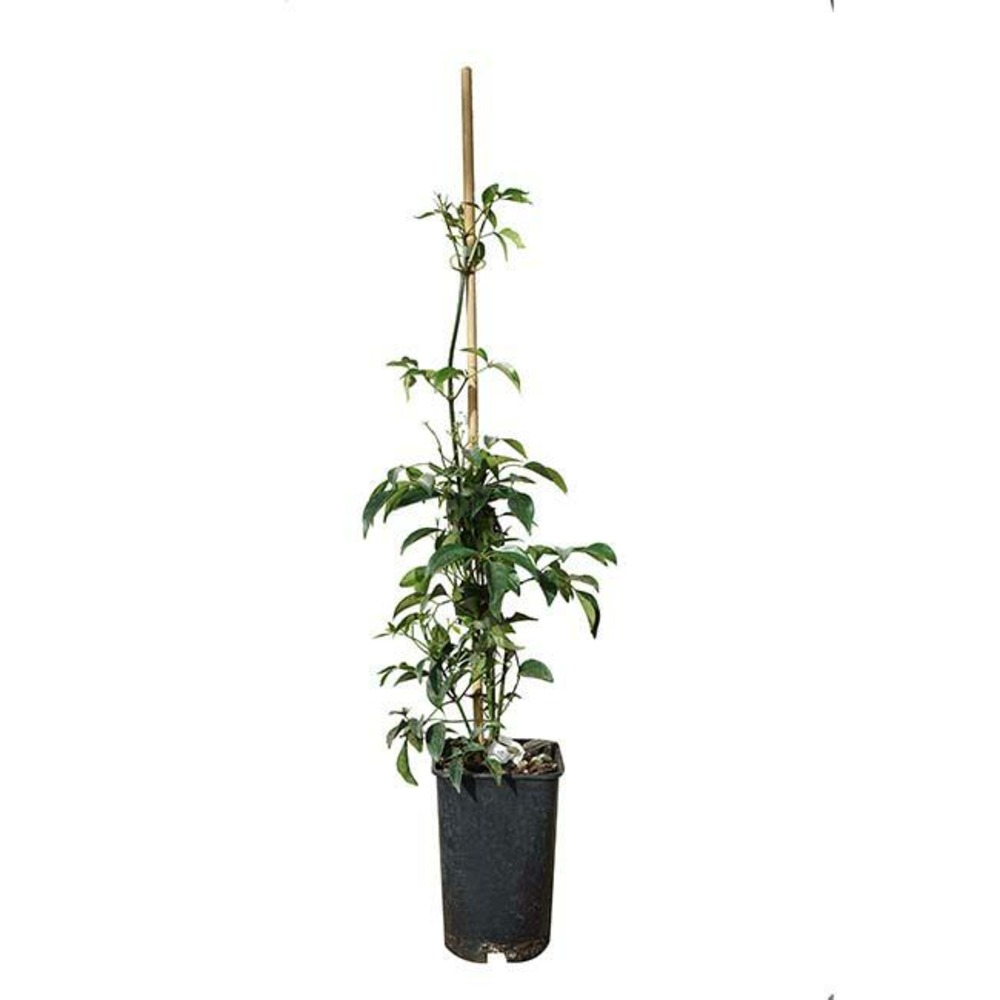 Bignone faux jasmin - pandorea jasminoides 3l
