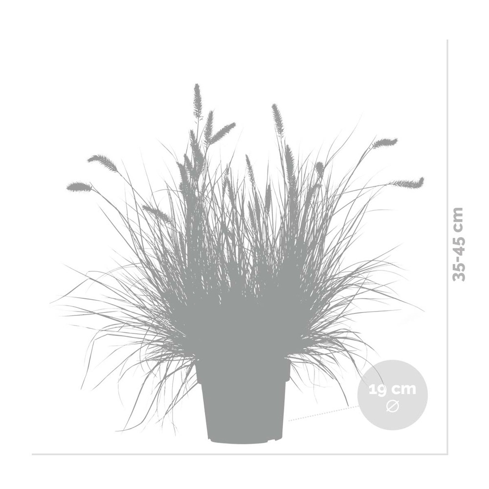 Pennisetum 'hameln' – herbe nettoyante pour lampe – graminée ornementale – facile d'entretien - ⌀ 19 cm - ↕35-45 cm