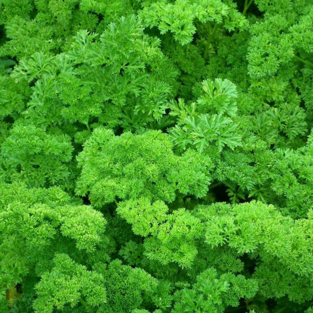 Plant persil frisé bio