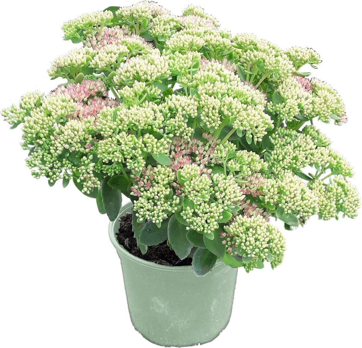 Hemelsleutel (Sedum 'Carl') D 17 H 30 cm