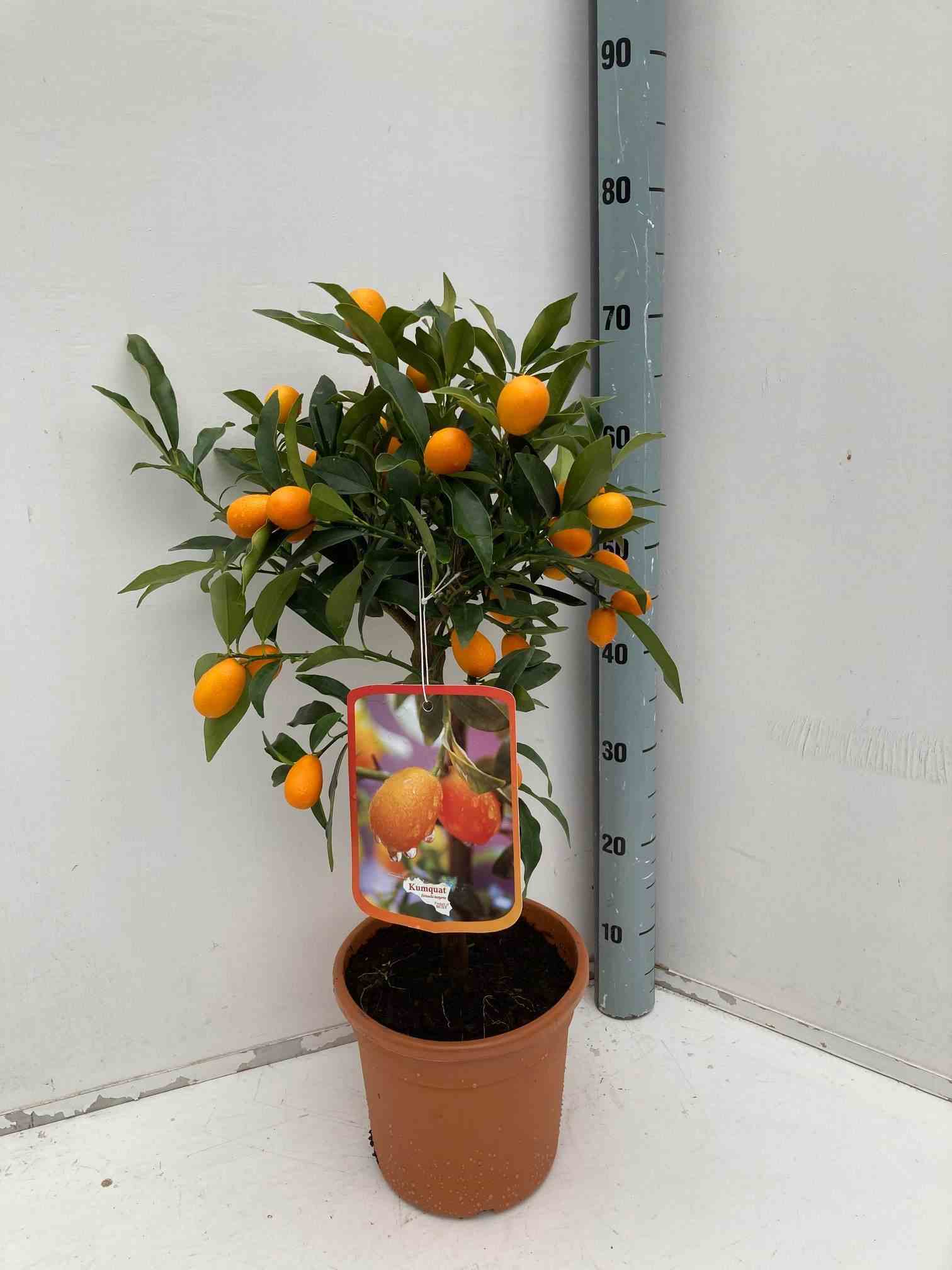 Citrus kumquat adulte (fortunella margarita) blanc - taille pot de 35l - 150/175cm