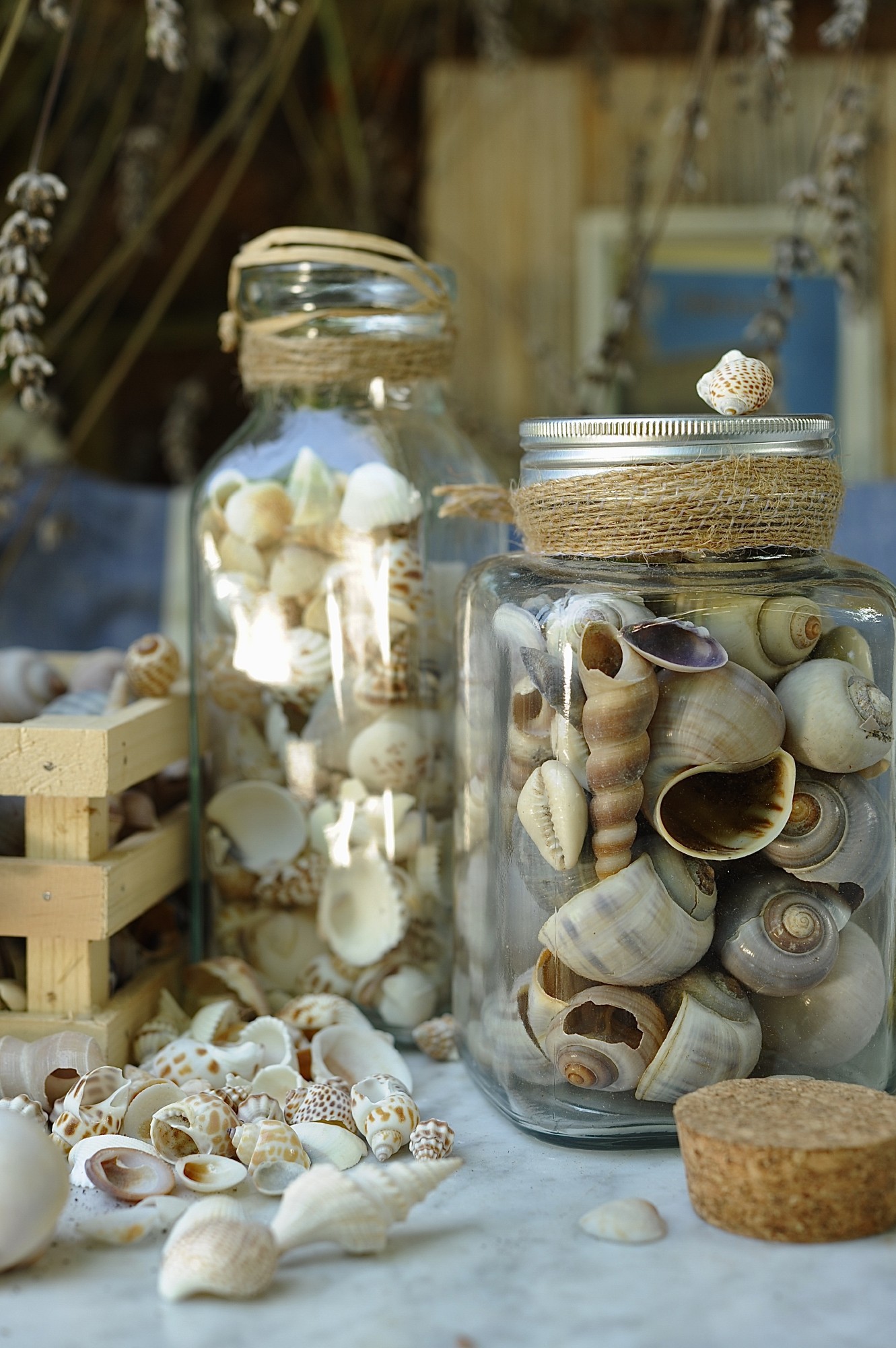 Muscheln & Schnecken im Glas, H 14 cm, B 8 cm, L 8 cm von fischer's lagerhaus