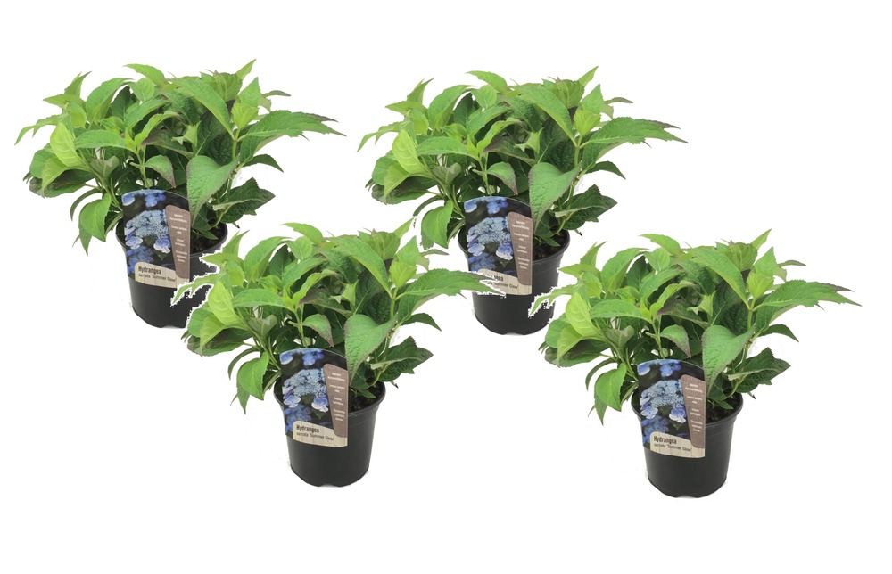 Hydrangea summerglow - set de 4 - hortensia - pot de 19cm - hauteur 25-40cm