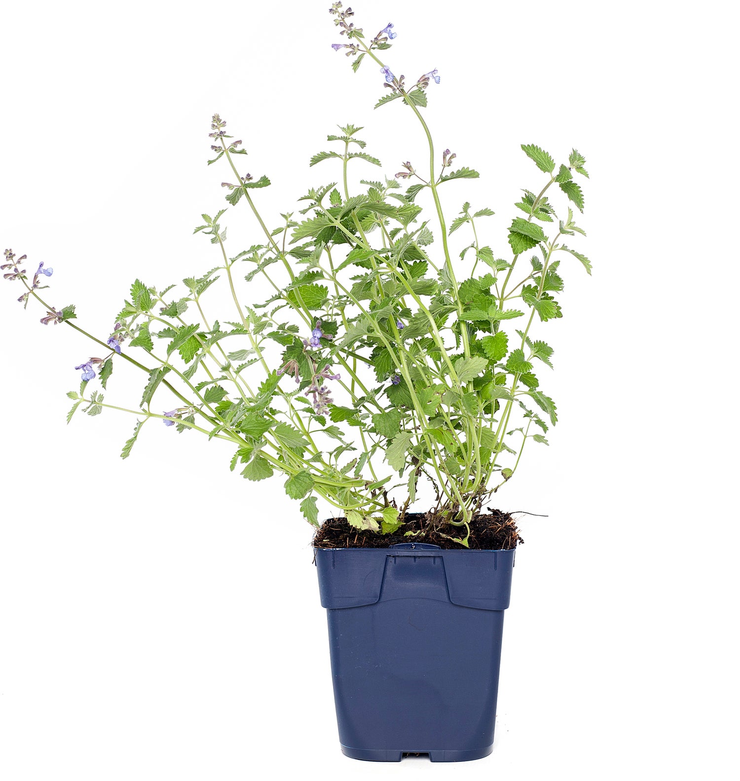 Kattenkruid (Nepeta faasenii 'Six Hills Giant') D 11 H 40 cm