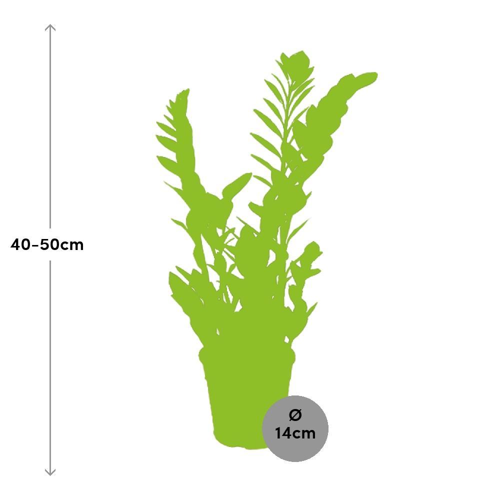 Plante d'intérieur - zamioculcas zamiifolia 45.0cm
