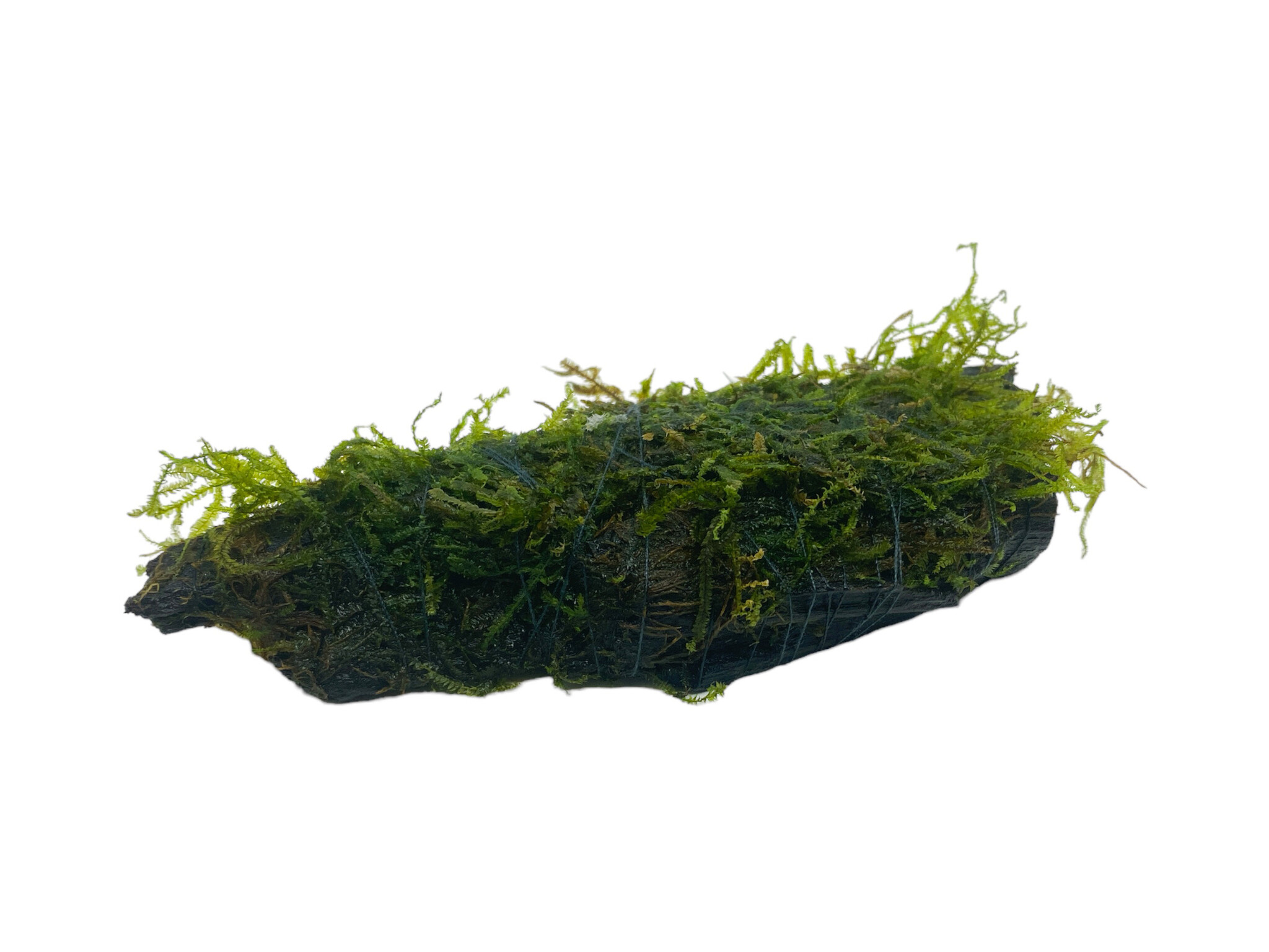 Waterplant Driftwood M vesicularia dubyana