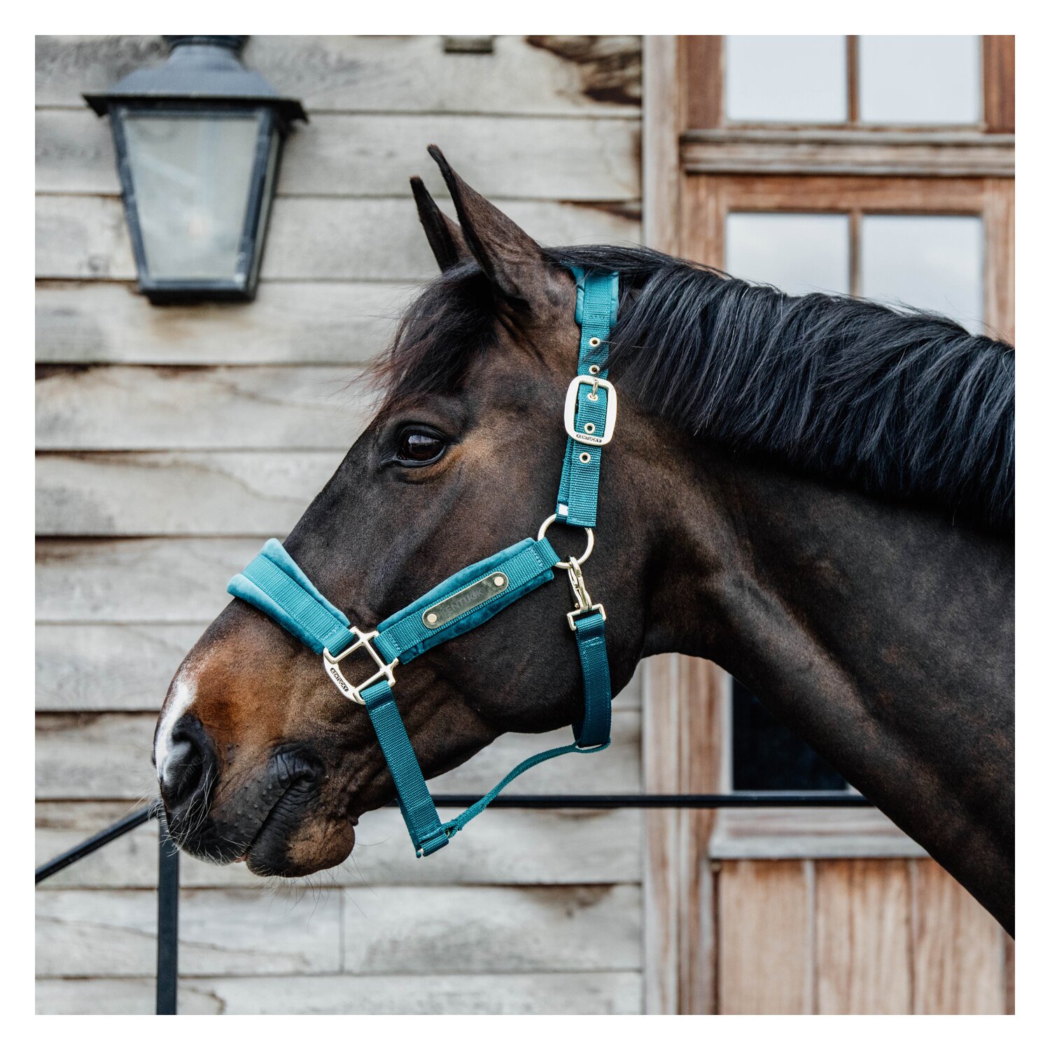 KENTUCKY Halfter Velvet  - emerald