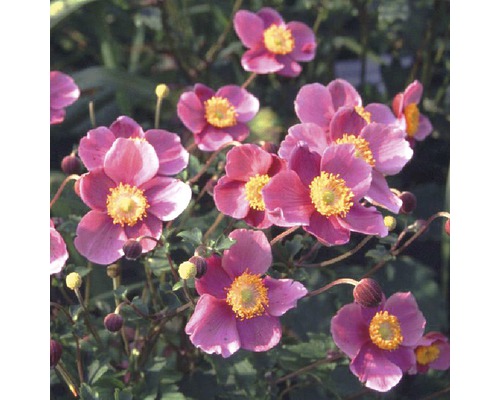 Herfstanemoon FloraSelf Anemone hupehensis H 10-60 cm Co 3 L