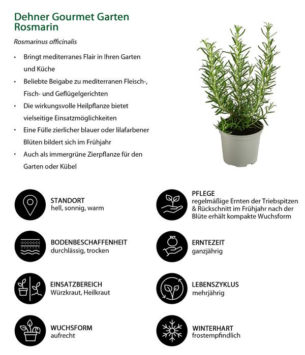 Dehner Gourmet Garten Rosmarin