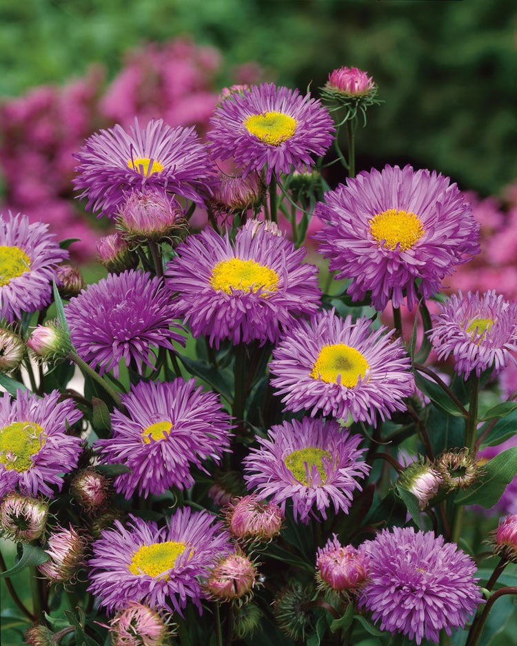 Fijnstraal (Erigeron 'Azure Beauty') D 9 H 15 cm