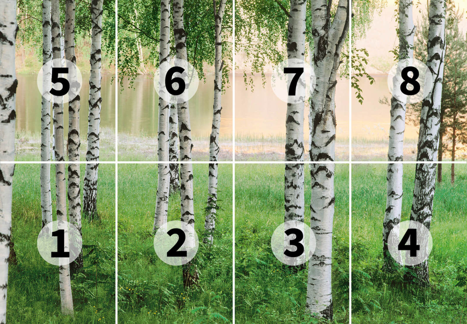 Fototapete DESIGNWALLS 2.0 - grün-weiß - Birkenwald - 2,5 Meter