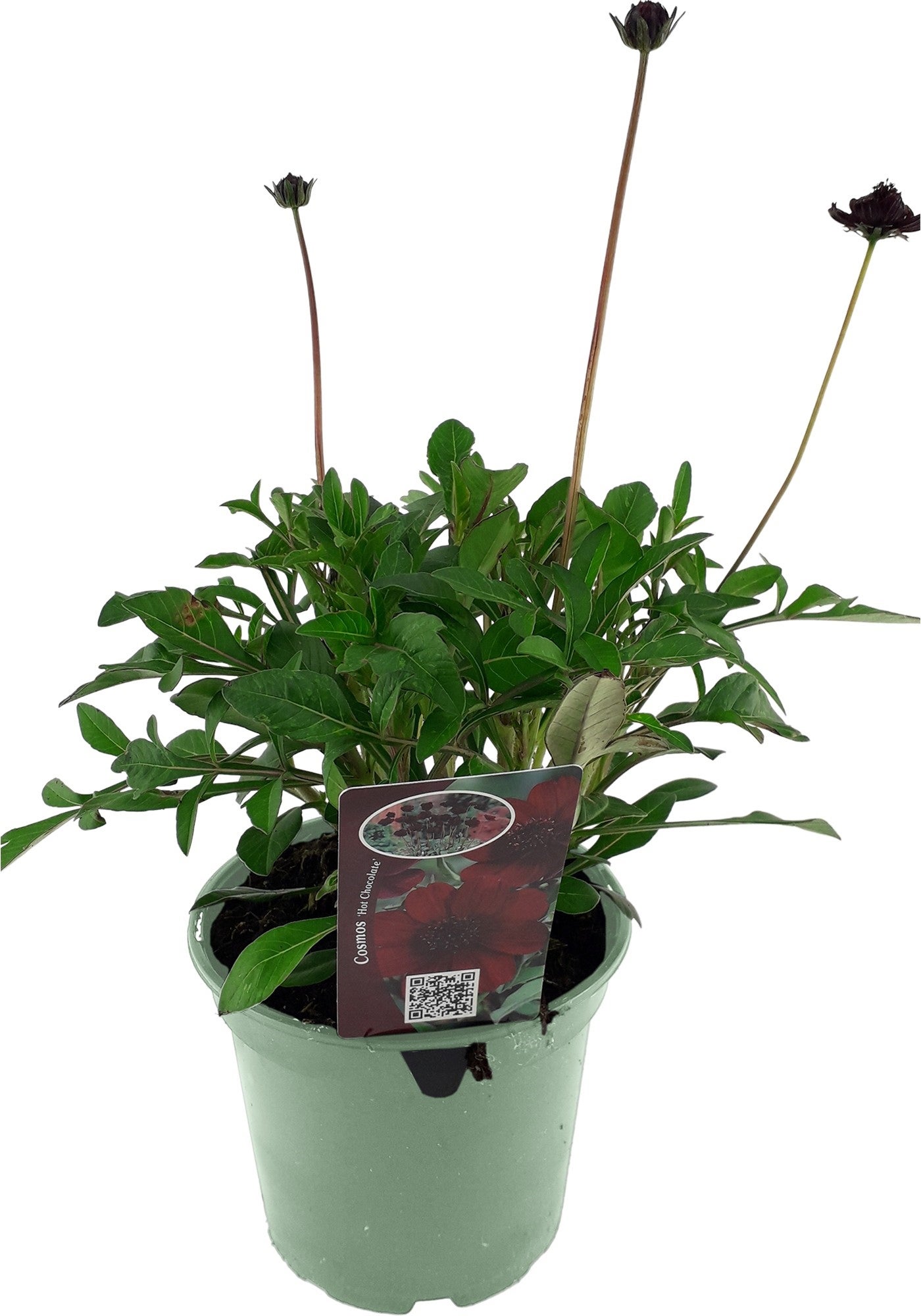 Cosmea (Cosmos atrosanguineus 'Hot Chocolate') D 17 H 40 cm
