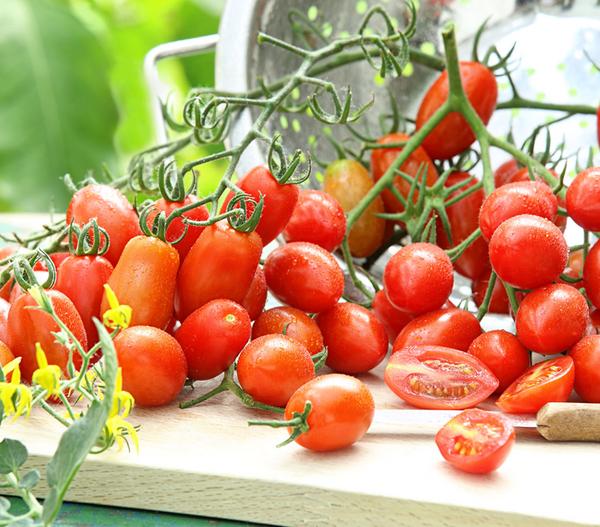 Datteltomate, rot