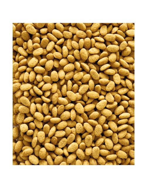Versele-Laga Nutribird P19 Original Papegaai Kweekvoer - Vogelvoer - 10 kg