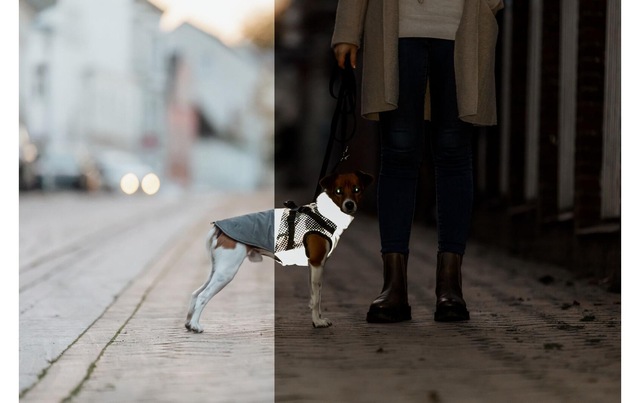 TRIXIE Hunderegenmantel »Pontis Reflect« Polyester Wattierter und vollreflektierender Hundemantel