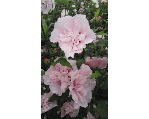 Tuinhibiscus FloraSelf Hibiscus syriacus 'Pink Chiffon' H 50-60 cm Co 4,5 L halfdubbele bloemen