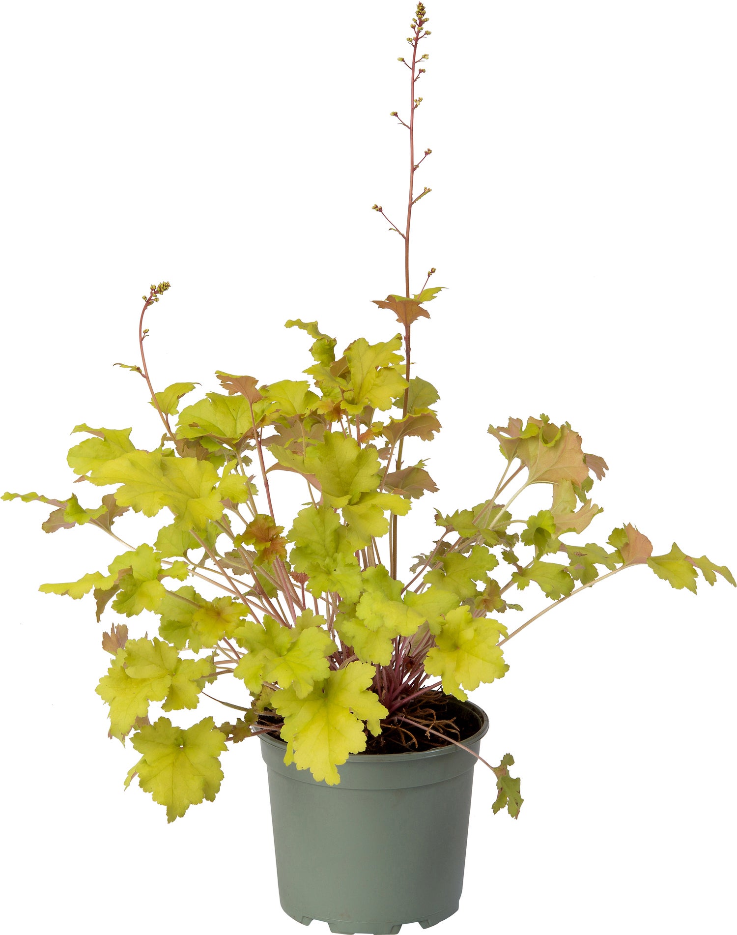 Purperklokje (Heuchera 'Marmelade') D 17 H 25 cm