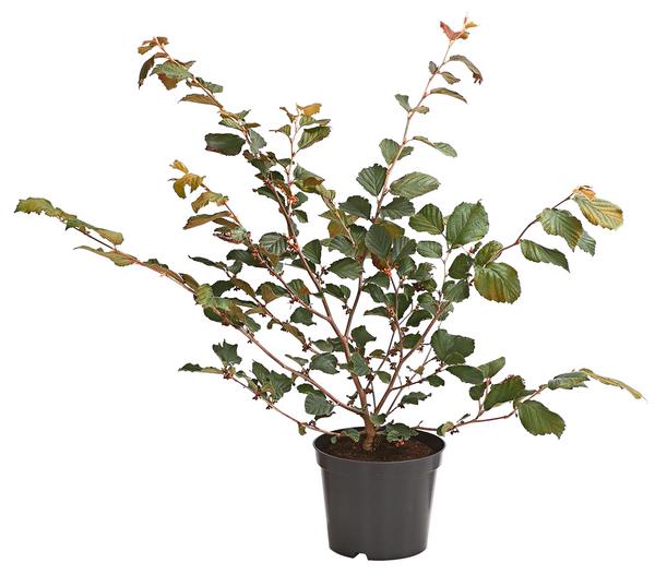 Chinesische Zaubernuss