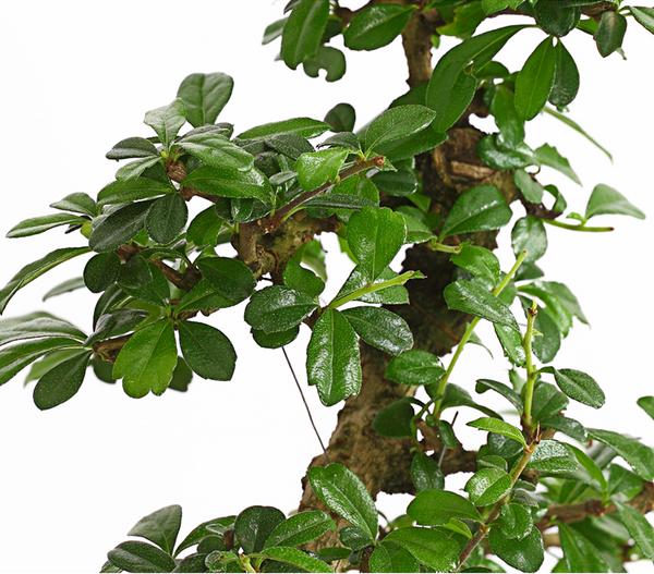Bonsai Fukientee - Carmona microphylla, 10