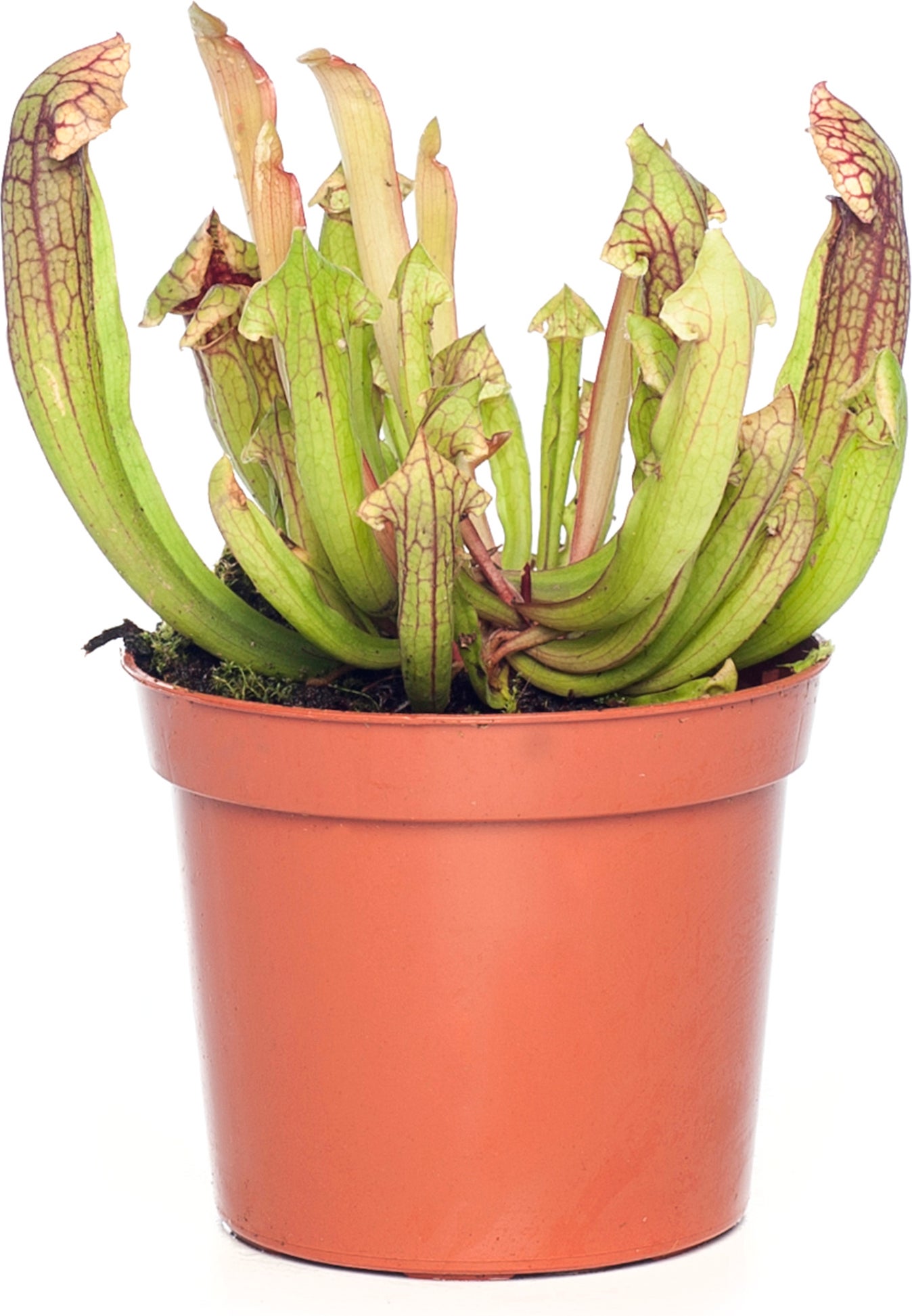 Trompetbekerplant (Sarracenia) D 8,5 H 40 cm
