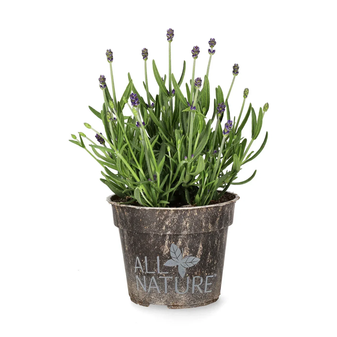 Lavandula angustifolia 'Felice' Lavendel 'Felice' Ø10,5 cm