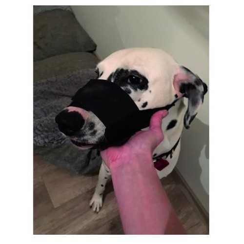 Focinheira Yago ajustável em nylon preto com tela respirável para cães de porte médio.
