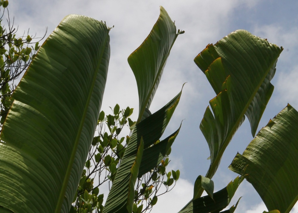 Kit cadeau - arbre du voyageur - 8 graines - ravenala madagascariensis