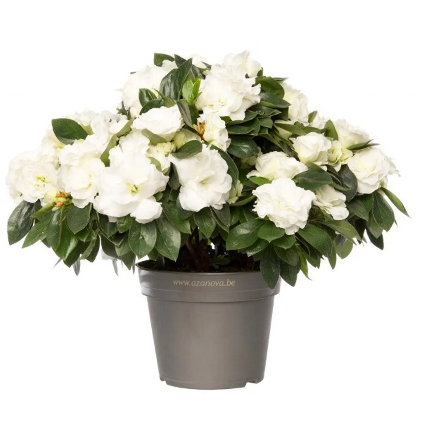 Rhododendron simsii 'Aiko White' Asalea 'Aiko White' Ø12 cm