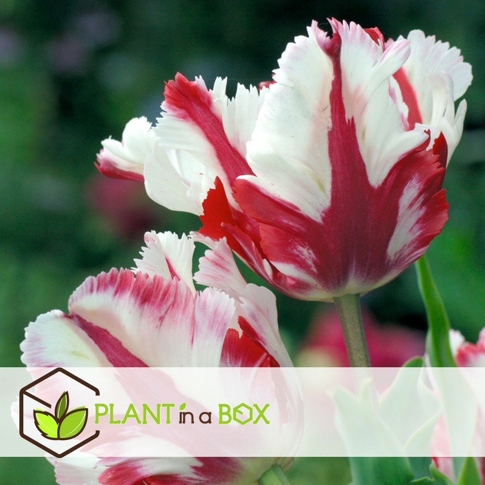 Tulipa estella rijnveld - 14x bulbes de tulipes - bulbes de fleurs résistantes