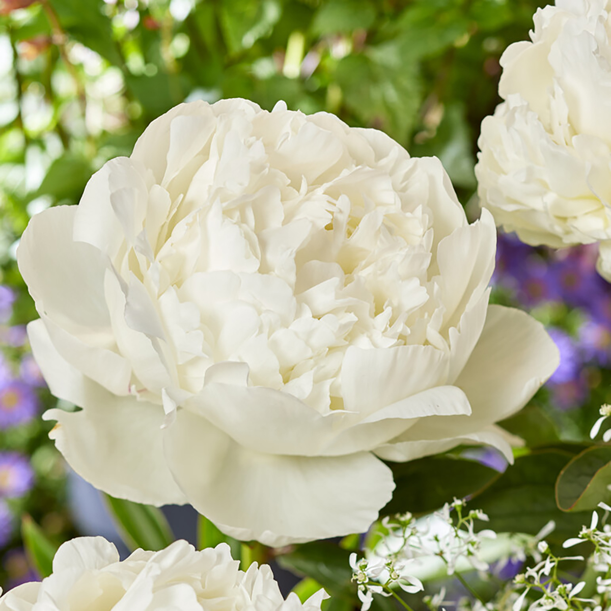 3x paeonia mix – pivoine – arbuste – rustique – ⌀09 cm - ↕15-20 cm