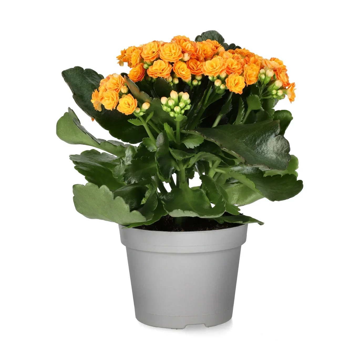 Kalanchoe orange 10,5cm Ildtopp Høyde 25 cm