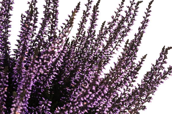Knospenheide, gefärbt, verschiedene Farben