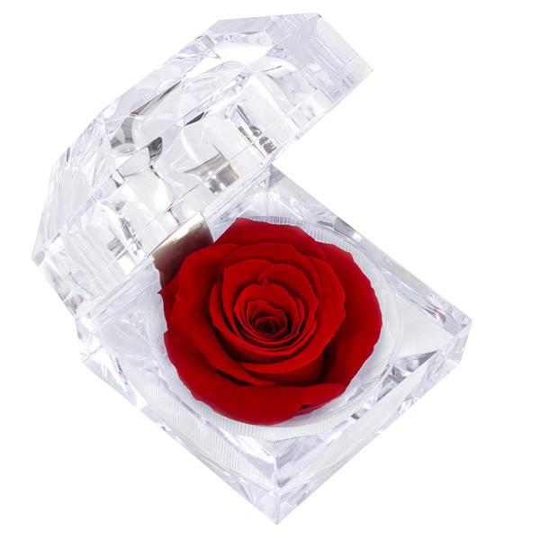 Dehner Longlife-Rose in Juwelenbox, ca. Ø3,5