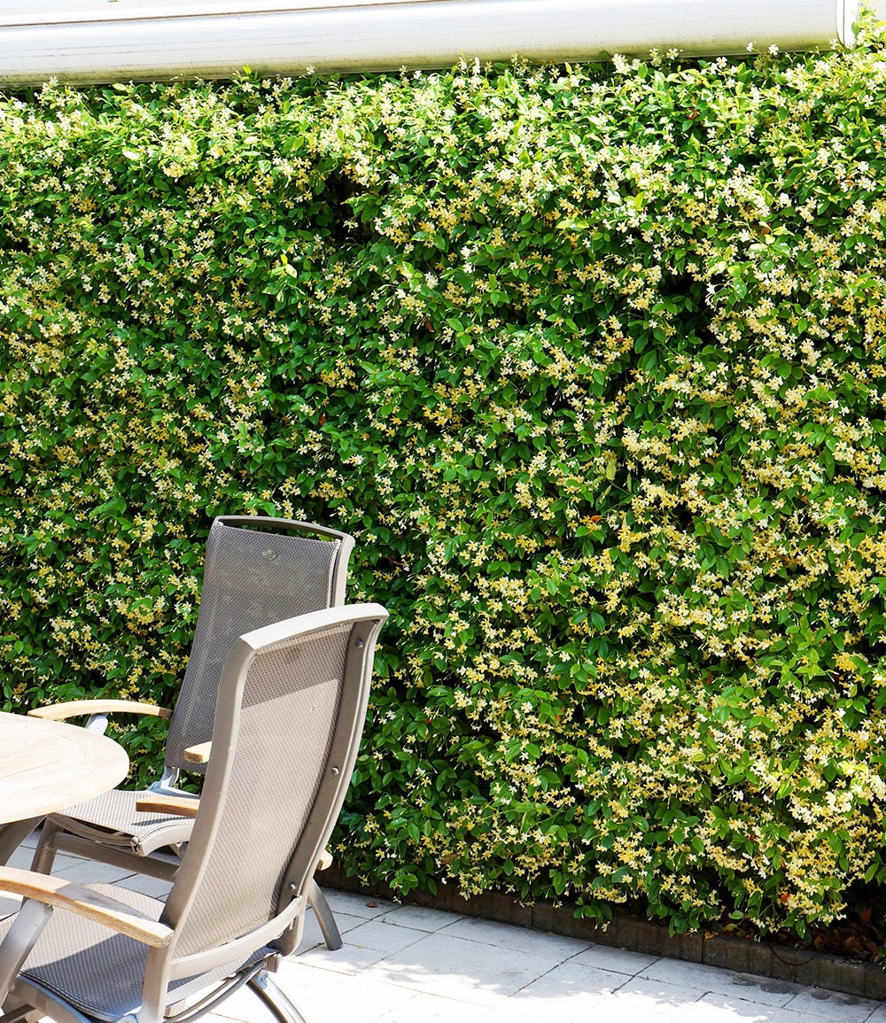 Winterharter Jasmin 'Star of Toscane®'