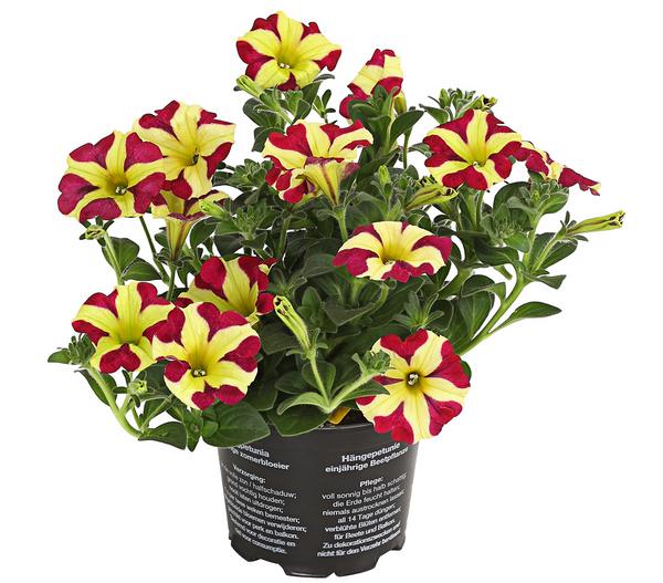 Hängepetunie 'Queen of Hearts®'