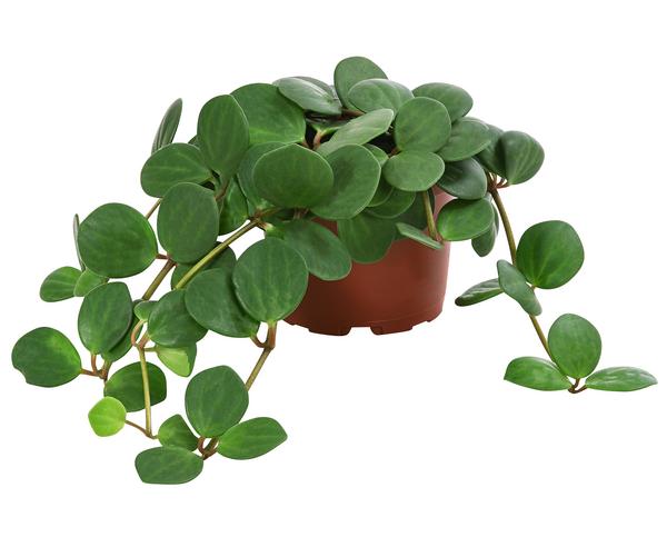 Peperomie - Peperomia pecunifolia