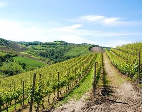 Wildkräuterwanderung durch die Weinberge als Geschenk | MYDAYS
