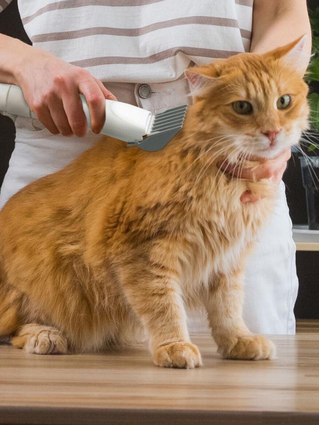 Tierpflege 