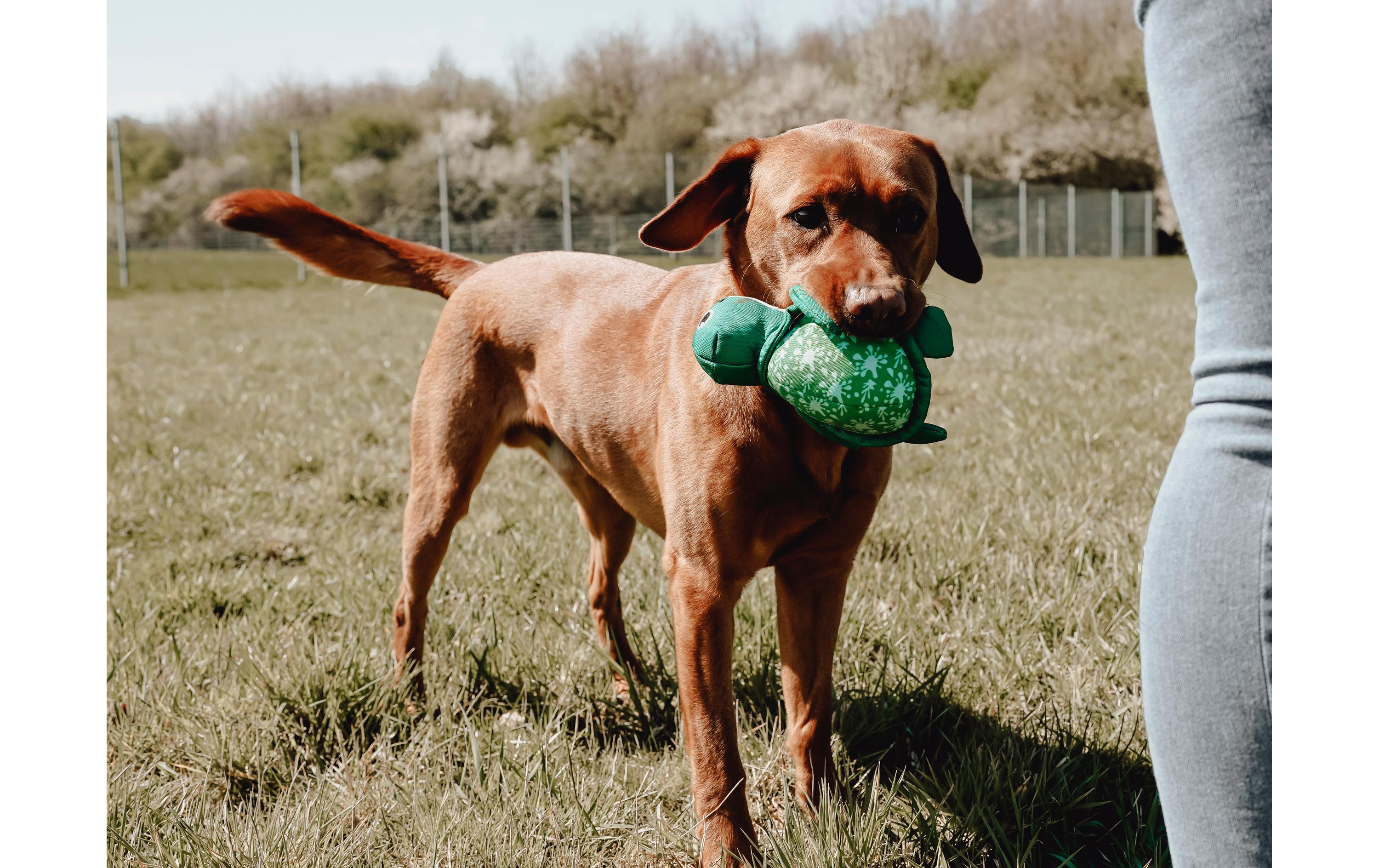 Hunde-Spielzeug Flingerz Splash Schildkröte, Blau/GrünWurf-Hundespielzeug