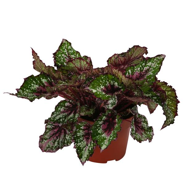 Blattbegonie - Begonia rex-Hybride 'Alaska