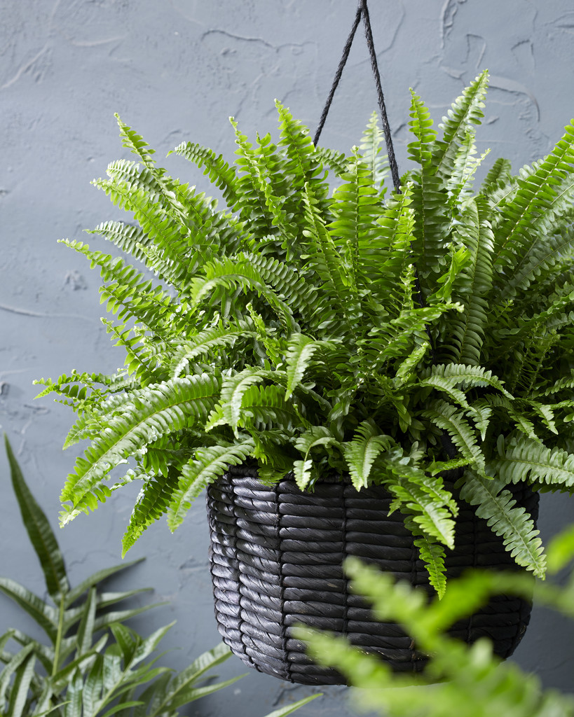 Fougère de boston - nephrolepis par unité - plante d’intérieur dépolluante en pot de culture ⌀12 cm - ↕40 cm