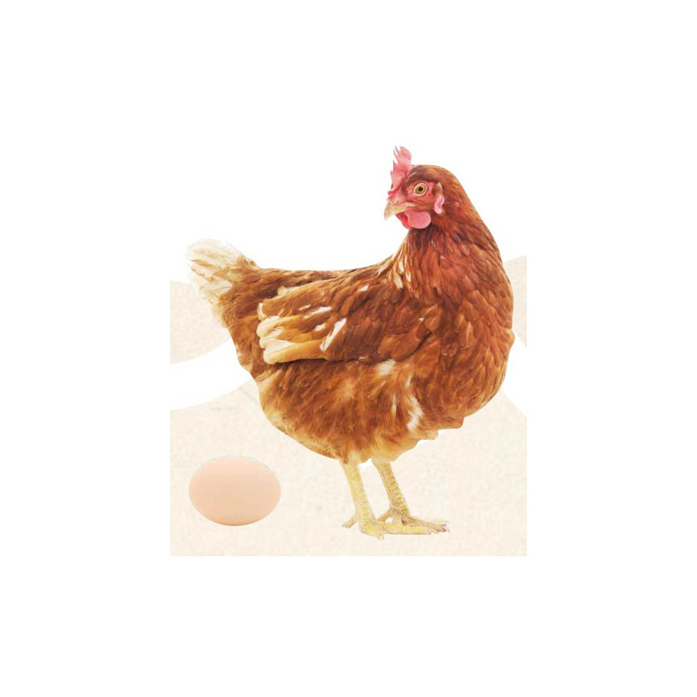 Natur' ponte, aliment complémentaire favorise la ponte pour poules 250 ml.
