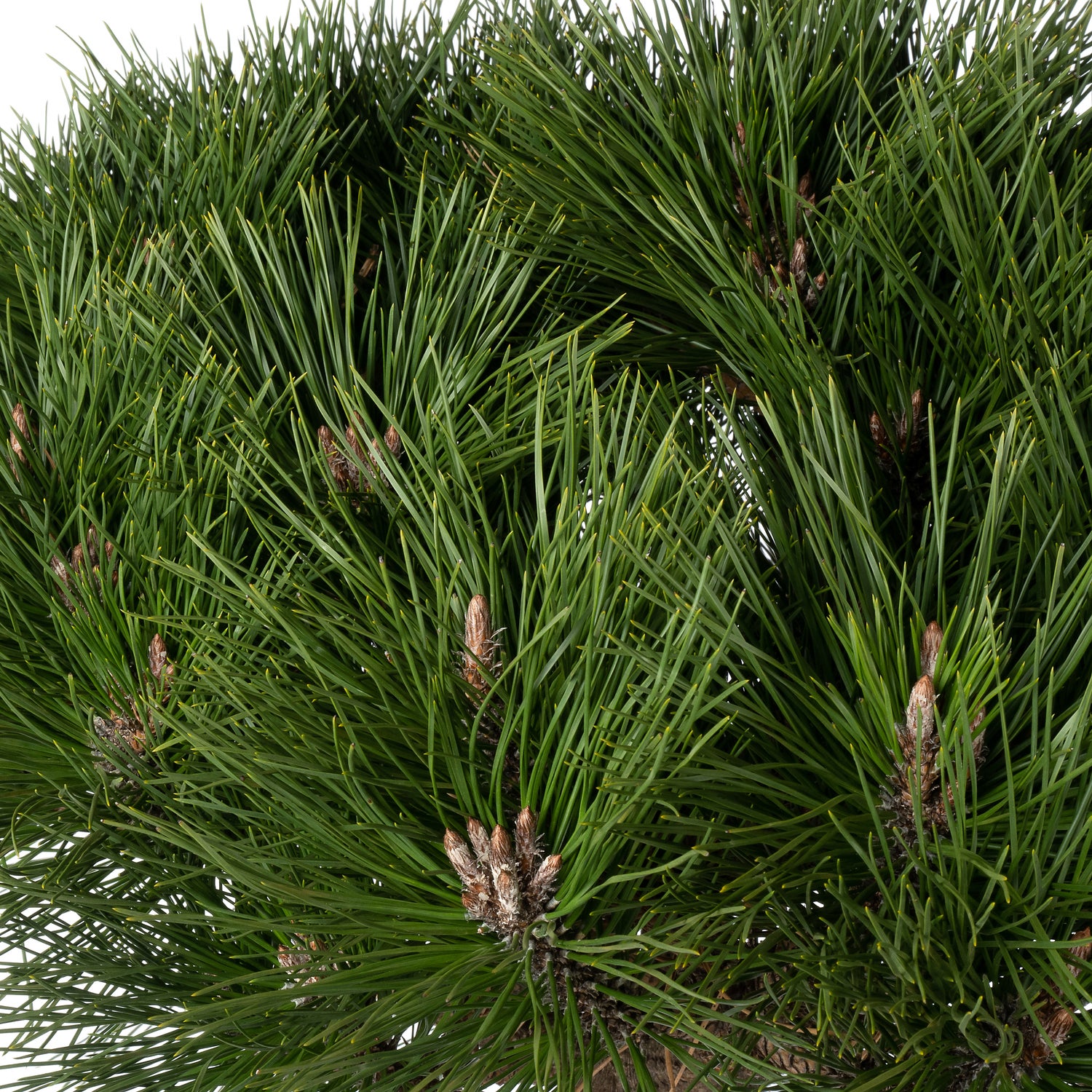 Zwarte Den (Pinus nigra 'Brepo') D 32 H 65 cm