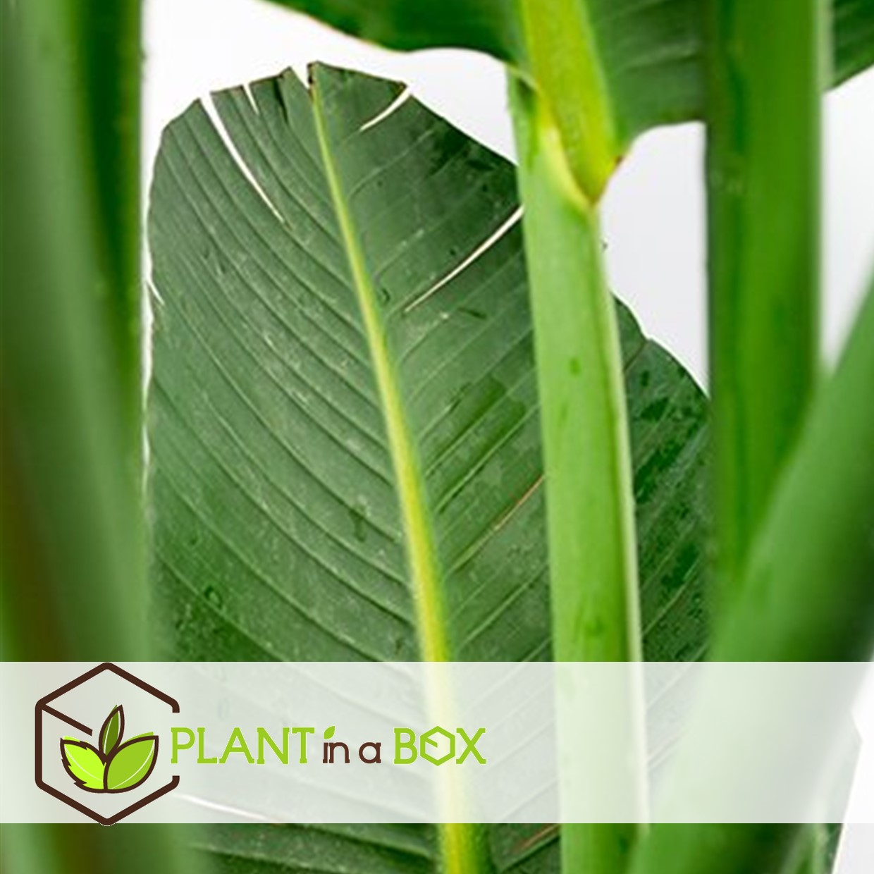 Strelitzia nicolai - plante oiseau de paradis - pot 17cm - hauteur 55-70cm