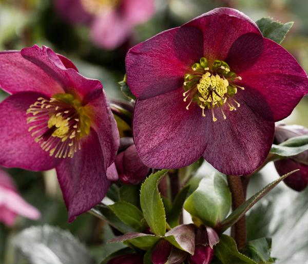 Schneerose 'Ice N' Roses®Merlot' - Helleborus