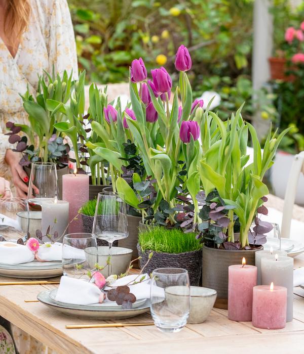 Tulpen 'Purple Flag'